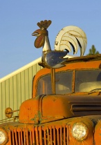 photographic composition: Rooster on Truck