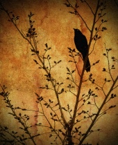 Nevermore (Portrait)
