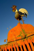 using a wide-angle lens: Rooster on Truck