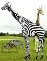 ZEBRA Spots & Striped GIRAFFE