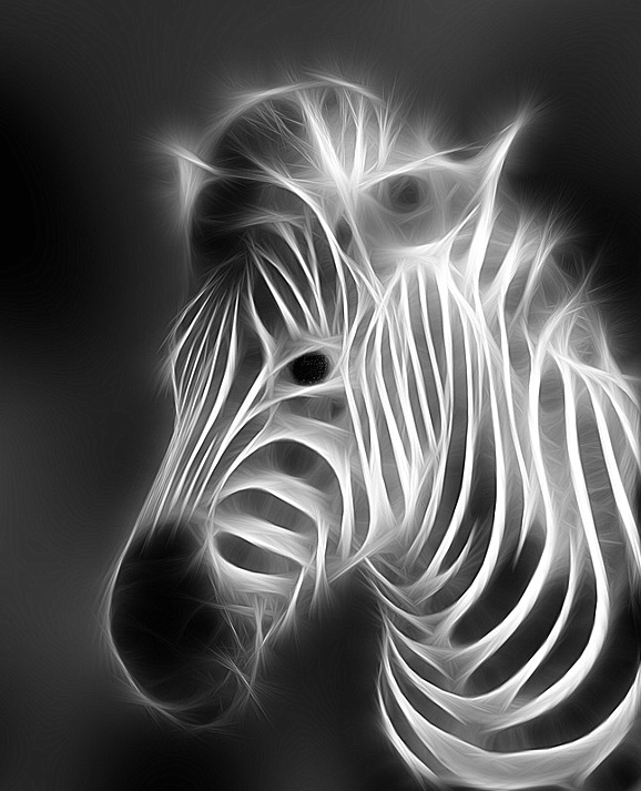 Keywords: zebra, x-ray, animal, black and white, fractalius, white, animals, 