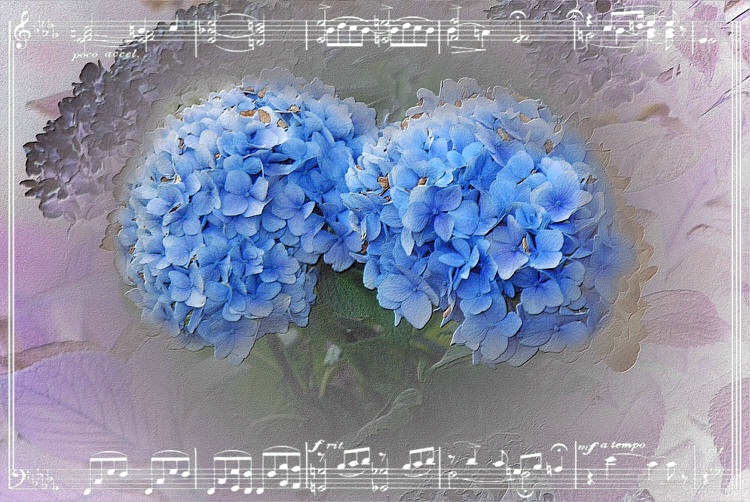 Hydrangea Melody