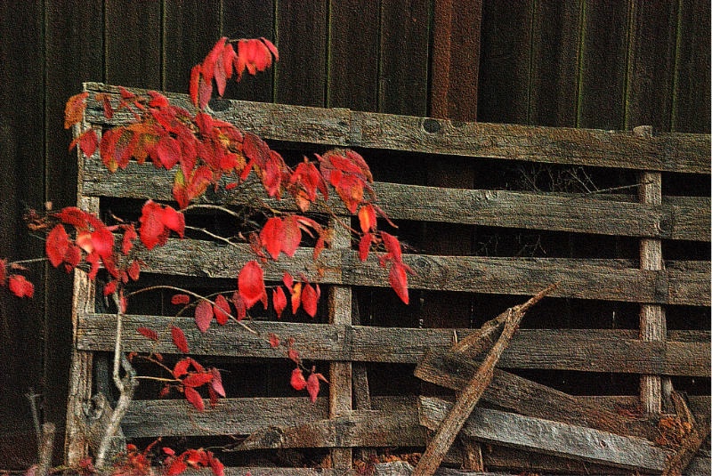 Red Leaves & Fence