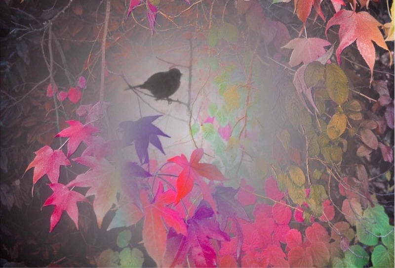 Fall Serenade