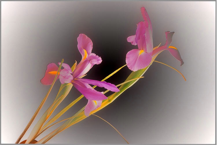 Graceful Iris 2