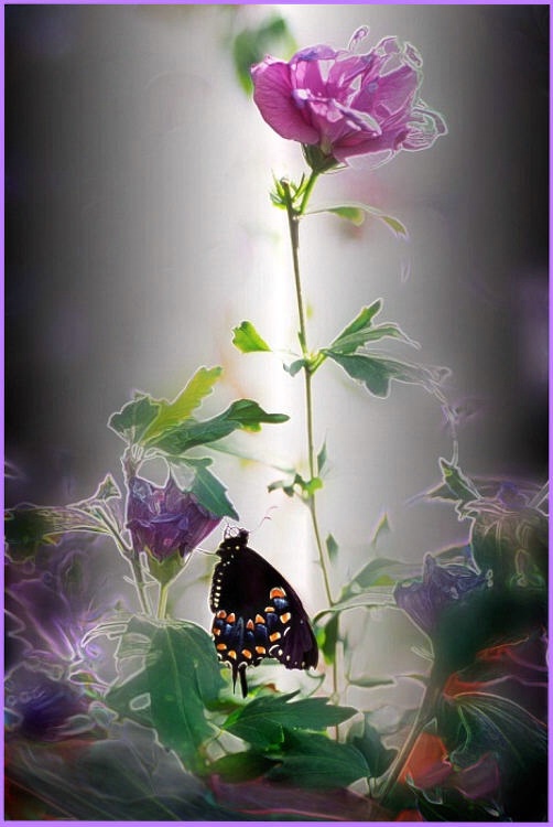 Swallowtail & Blossoms