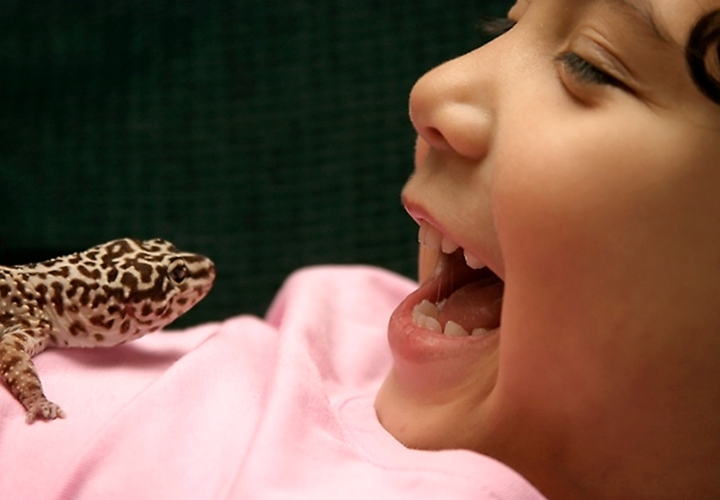 Gecko Glee
