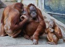 A Zoo Story