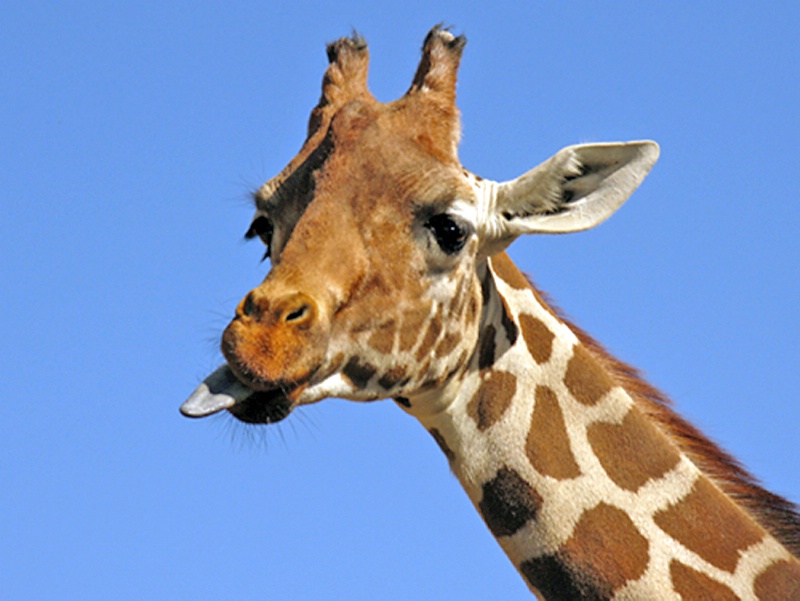 Giraffe Diss