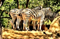 Union of Stripes