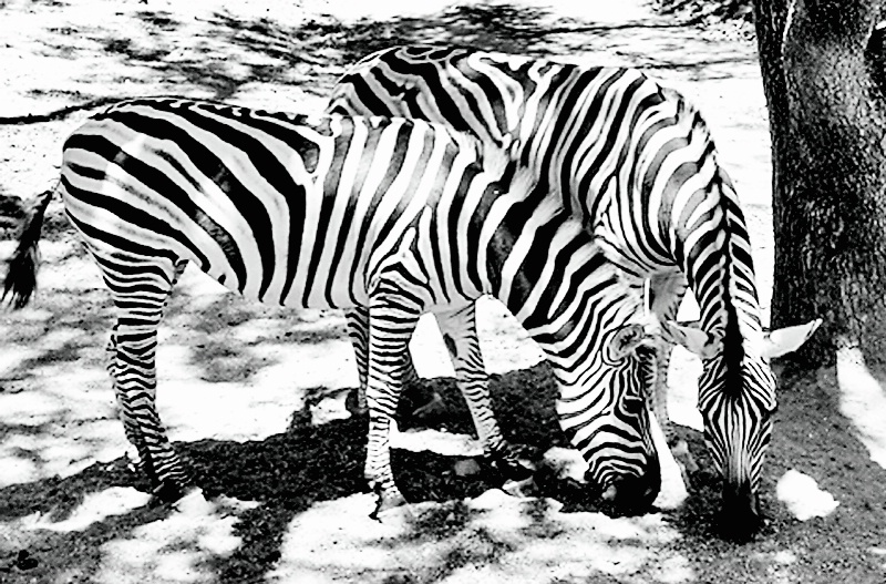 TOGETHER IN STRIPES
