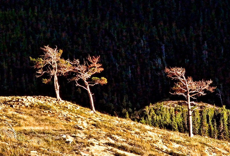 Three Trees Among The Many