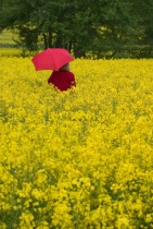 Color Contrast on Overcast Day
