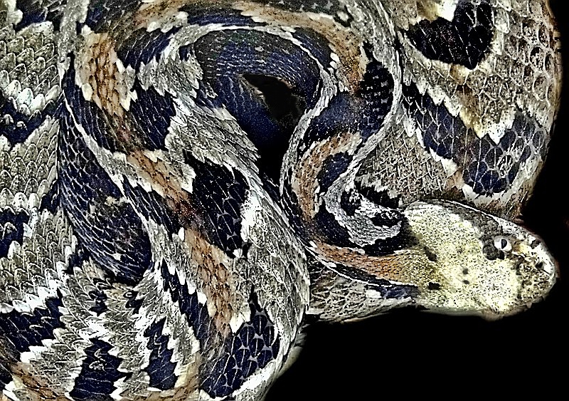 43