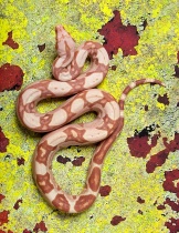 Sunglow Serpent
