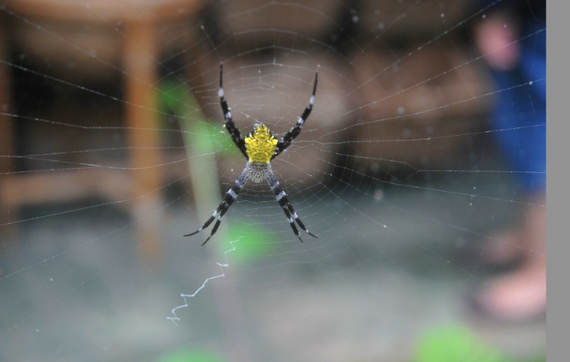 A web of deceit.