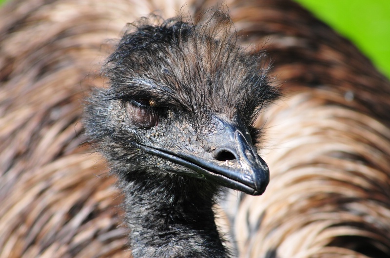 I emu you