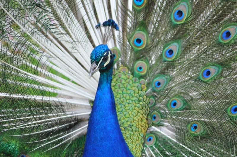 flirting peacock