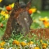 © Zita A. Strother PhotoID# 12882652: Springs Bounty 2
