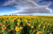 Indiana Sunflowers