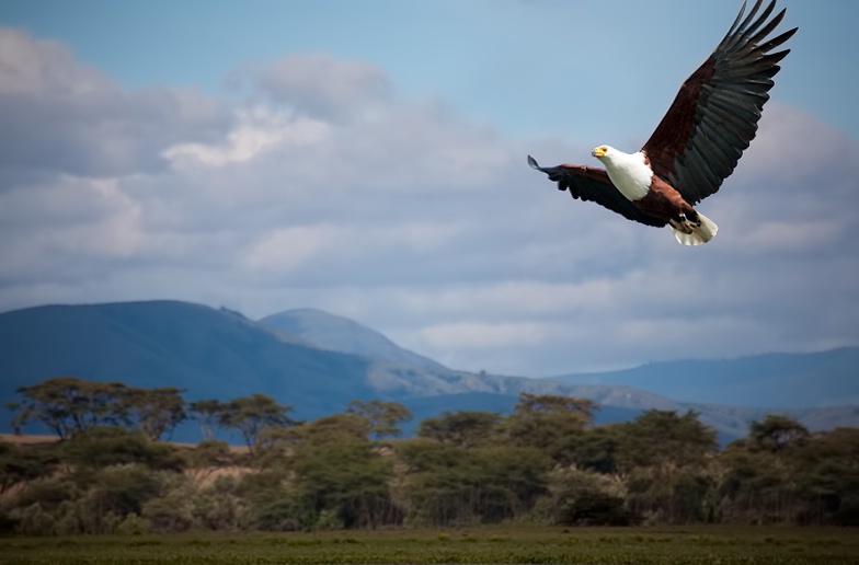 Fish Eagle