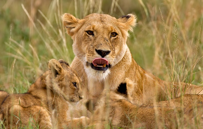 A Family in the Wild