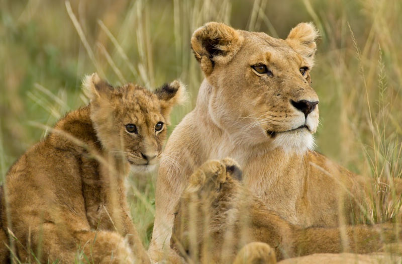 A Family in the Wild #3