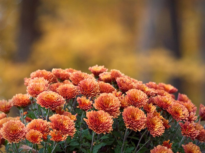 Fall Colors