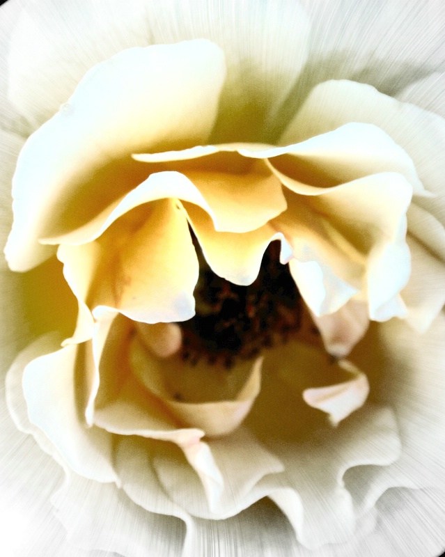 ~Rose~