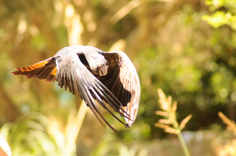 In Flight