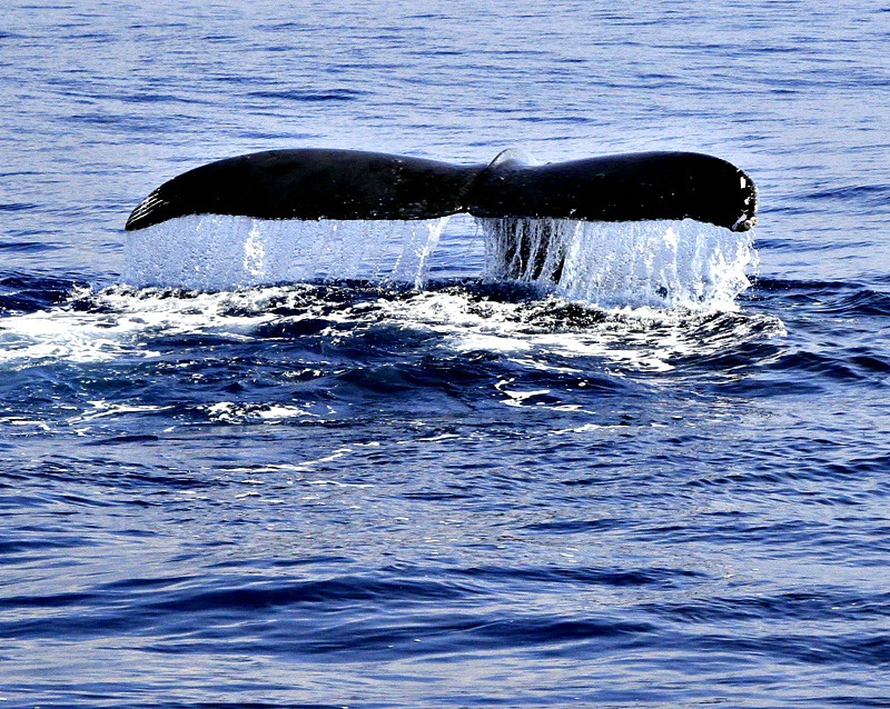 Female Whale Tail on Maui.