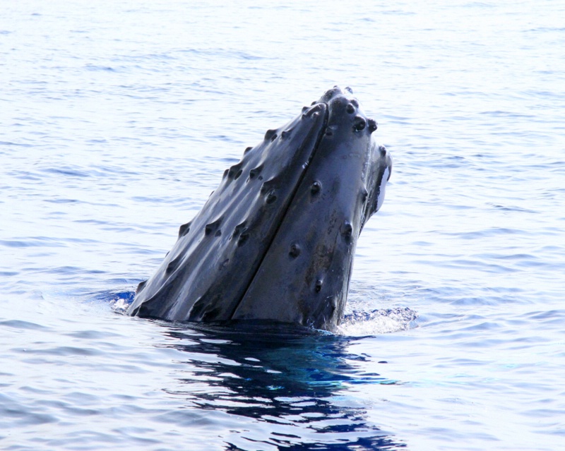 Spy hopping..Male Whale.