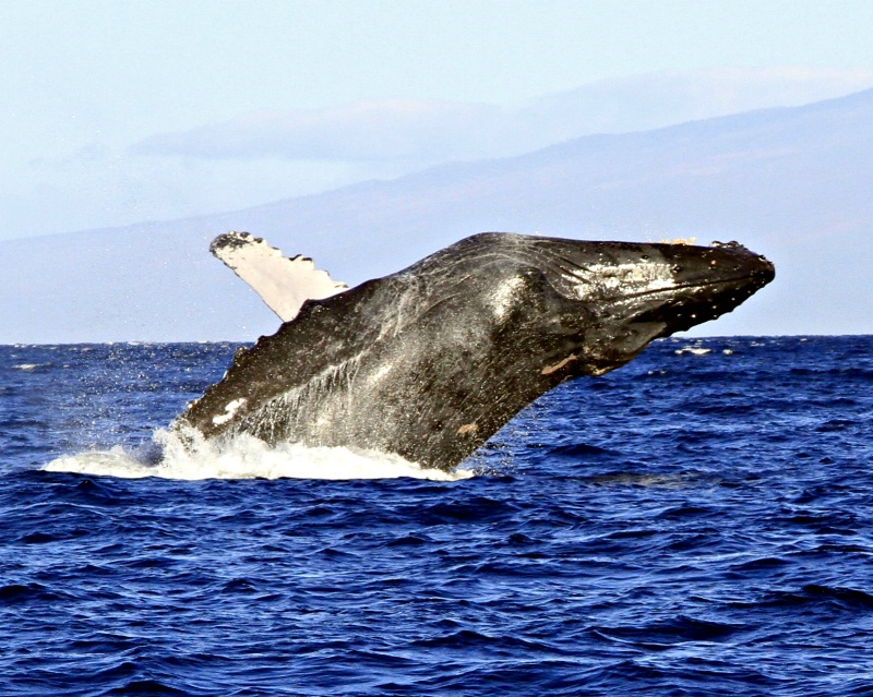 Humpback Whale.