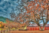 Golden Oak
