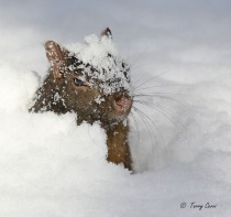 Squirrel Antics