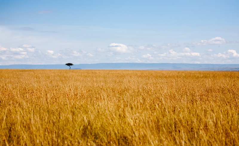 Golden Grasslands of Masai