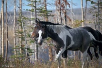 Open Range Horses