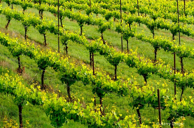 Vineyard Pattern 2