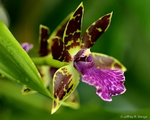 "Orchid - Advance Australia"