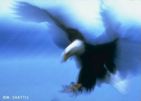August 2000 Photo Contest Second Place Winner - Spirit Eagle
