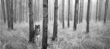 November 2000 Photo Contest Grand Prize Winner - Lone Wolf in Aspen