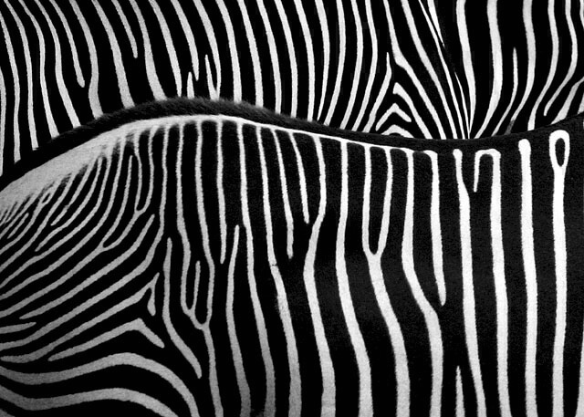 Photography Contest Grand Prize Winner - Two Zebras