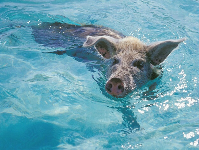 ...when pigs swim...