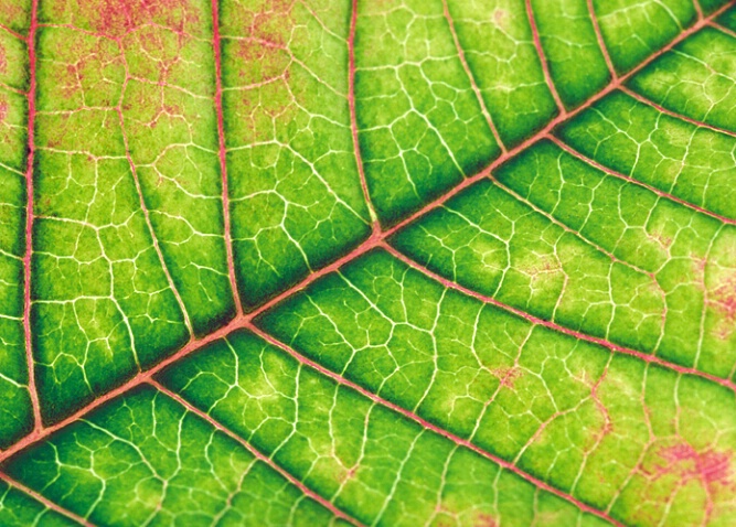 Leaf Details