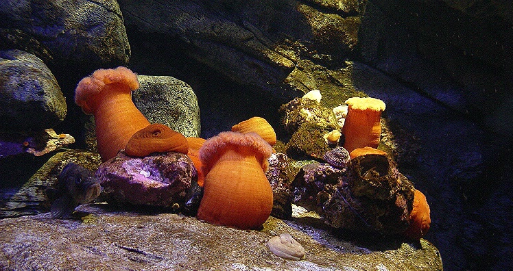 45