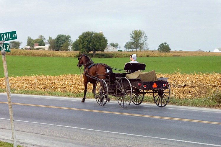 Amish Buggy with Female Driver