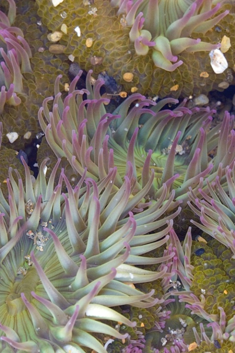 Life in the Tide Pool