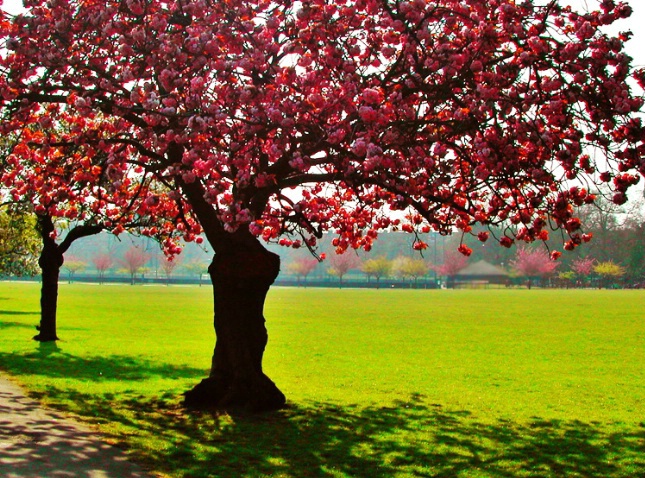 Cherry Trees