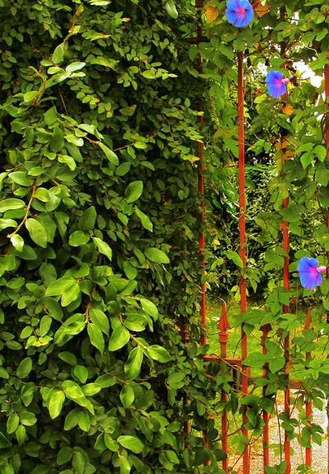 Morning Glory Fence