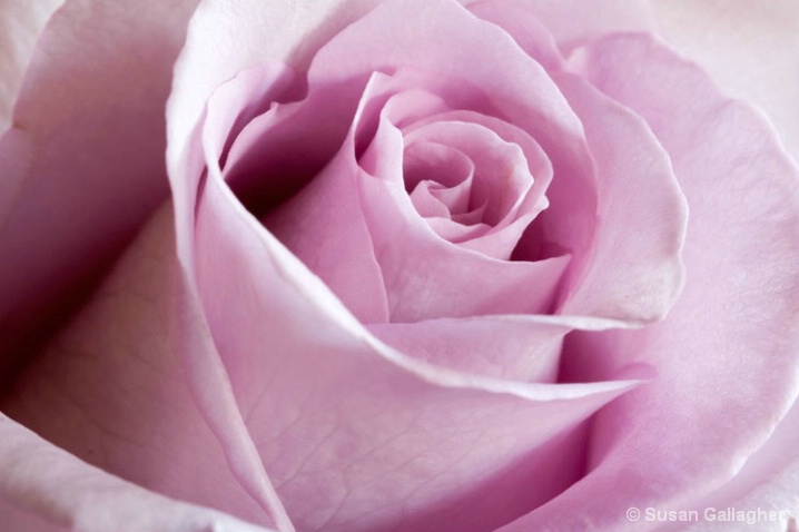 Lilac Rose